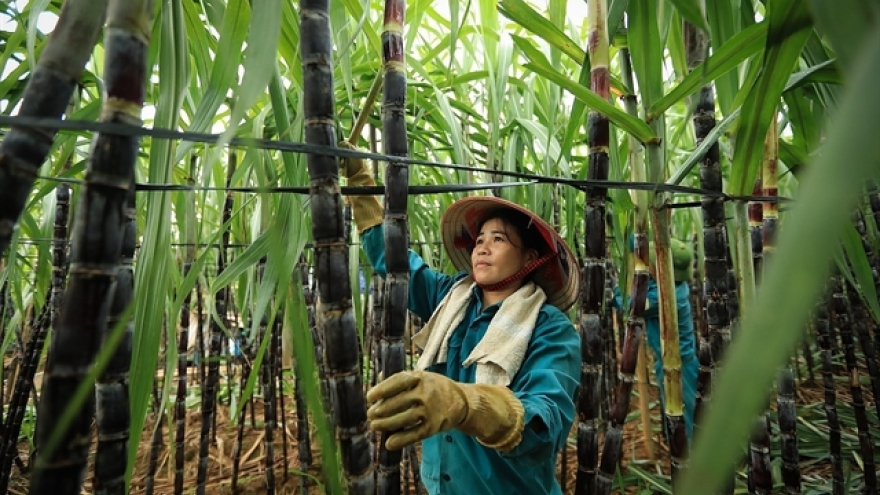 Sugar rush turns sour for Vietnam’s sweet industry